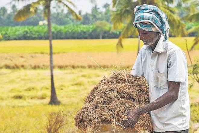 The state announced procuring 52 lakh tonne of paddy this year out of which 30 lakh tonne has already been procured. (File image)