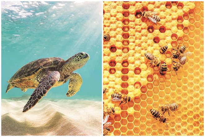 A report published by National Geographic claims that social distancing is not a novel concept in the natural world, as several species expel members within their community if they are infected with a pathogen.