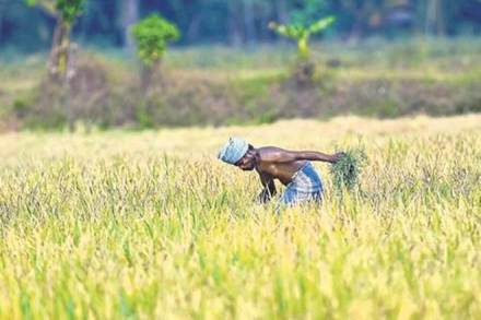 This has led to an untold misery for the peasantry, agricultural workers, the poor and the toiling masses. (Representative image)