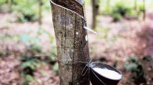 Currently, Kerala government has initiated a price stabilisation fund for rubber.