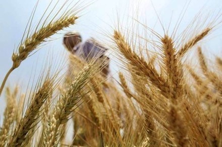 WHEAT PROCUREMENT, FCI,