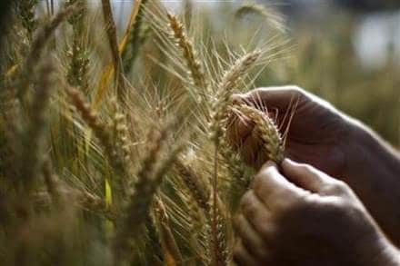 Despite low arrivals, mandi prices of rabi crops up to 15% below MSPs