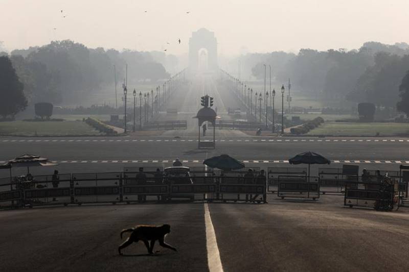 Earth Day 2020, Earth Day, when is Earth Day 2020, lockdown, coronavirus lockdown, animal life, wildlife, animals, italy