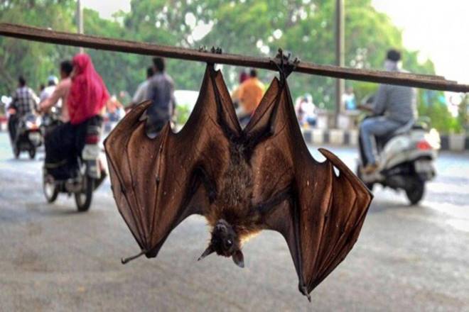 Presence of ‘bat coronavirus’ found in Kerala, Tamil Nadu, says ICMR study Presence of ‘bat coronavirus’ found in Kerala, Tamil Nadu, says ICMR study