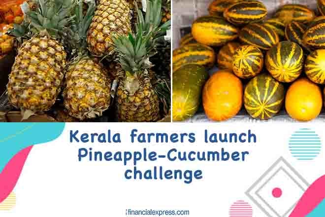 Usually, these fruits are exported to northern parts of the country during Vishu which is a harvest season for these farmers.