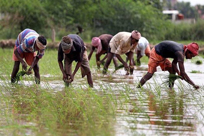Seeds of rural recovery: States must consider accommodating returnee migrants in small-farming Seeds of rural recovery: States must consider accommodating returnee migrants in small-farming