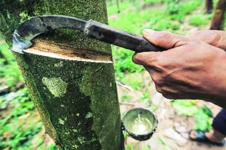 anrpc, natural rubber futures, natural rubber trading, natural rubber trading price, coronavirus impact on rubber prices