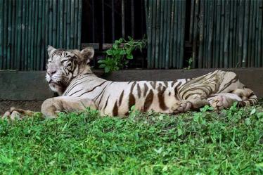 Coronavirus Lockdown: Food supplies for zoo animals affected in Delhi as Ghazipur abattoir shuts