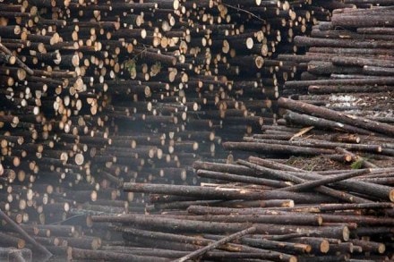 Every year, Kandla based timber industry imports around 40 lakh cubic meter of timber from different countries, which is over 65% of India’s total timber import. (Reuters file image)