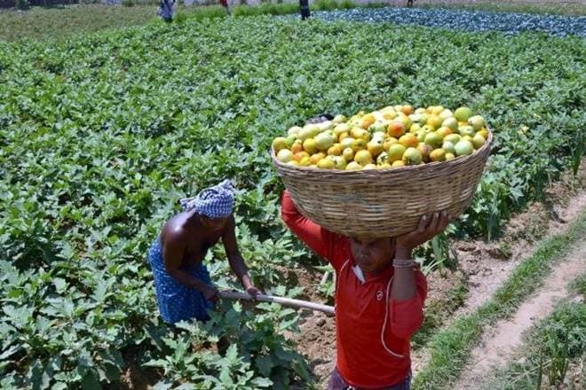 beacon of hope, agriculture sector, farm ector, agri & allied services, farm output, farmers, shaktikanta das