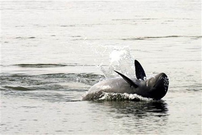 "The enhancement of fishery resources and the increase of population of Irrawaddy dolphin promoted ecotourism which immensely benefitted the local fishers," he added.