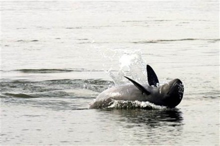 "The enhancement of fishery resources and the increase of population of Irrawaddy dolphin promoted ecotourism which immensely benefitted the local fishers," he added.