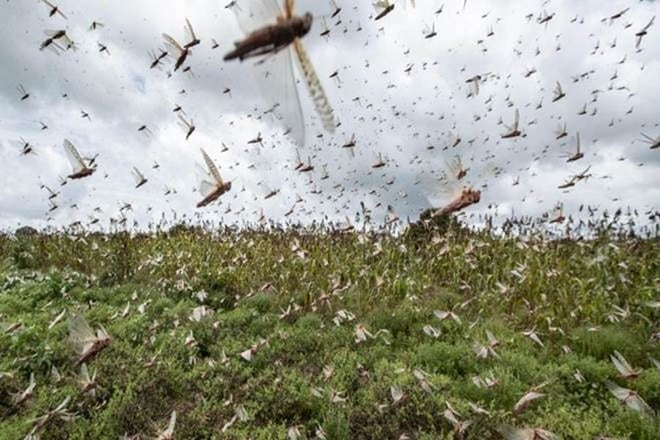 Earlier on Friday, the Gurugram administration had asked the residents to keep their windows and doors shut fearing the arrival of locusts in the area