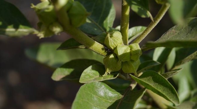  IIT-Delhi has claimed that some bio-actives in Ashwagandha interact with SARS-CoV-2.