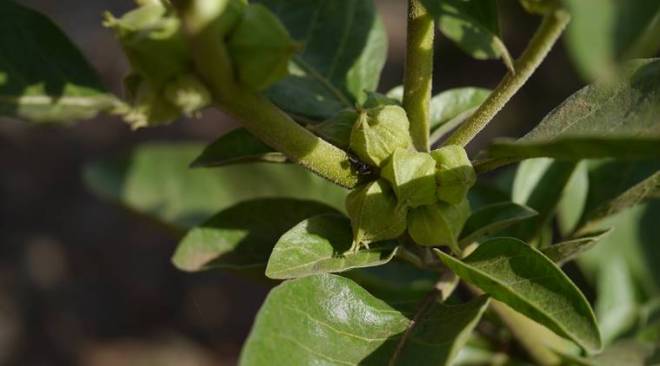  IIT-Delhi has claimed that some bio-actives in Ashwagandha interact with SARS-CoV-2.