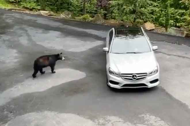 Video: Bear tries to enter a Mercedes but the ending is guaranteed laughter