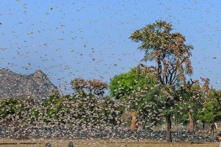 locusts in rajasthan, locusts attack in haryana