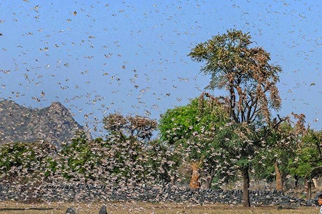 locusts in rajasthan, locusts attack in haryana