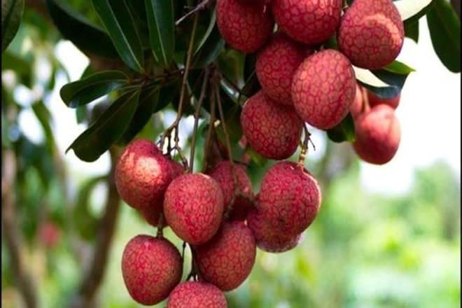 Shahi Litchi, Shahi Litchi online, Shahi Litchi home delivery, covid 19 pandemic, bihar, Shahi Litchi of muzaffarpur, Shahi Litchi GI tag,latest news on shahi lichi, coronavirus lockdown