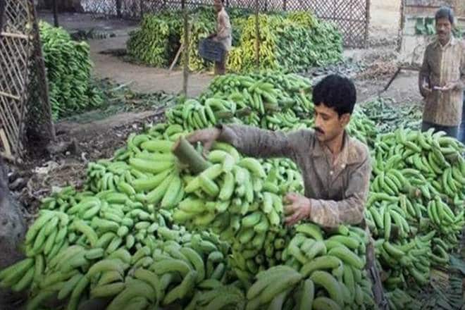 The country’s banana landscape is carpeted with examples of lives upended by the sudden enforcement of a lockdown that has forced farmers into shock sales—and debt. (Representative image)
