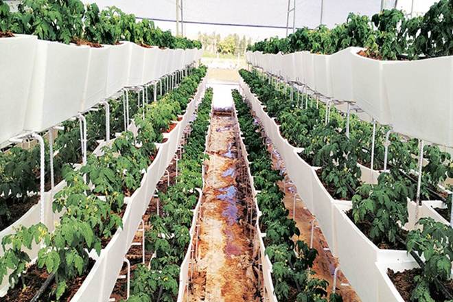 Founded in 2015, Barton Breeze operates fully-automated hydroponic farms to grow clean and pesticide-free vegetables.