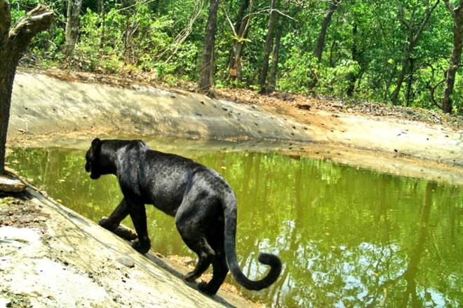 Black panther, Goa, Pramod Sawant, black panther goa, viral, wildlife, Black Panther camera goa, Patiem Beat, Netravali Wildlife Sanctuary, Black Panther, Goa wildlife sanctuary, tiger, Coronavirus, Coronavirus lockdown, nilgai, Uttar Pradesh, Noida, elephant, Kerala, birds, COVID19, COVID-19 curfew