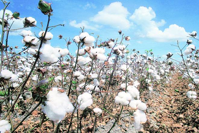 Indian cotton prices are currently the lowest in the world at Rs 33,000-36,000 per candy, according to industry sources. Indian cotton prices are currently the lowest in the world at Rs 33,000-36,000 per candy, according to industry sources.
