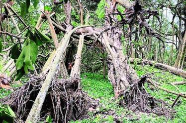 cyclone amphan, west bengal,sunderbans, Sundarban delta, tiger widows, latest news on cyclone amphan