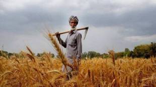 farm sector, agriculture, farmer, crops