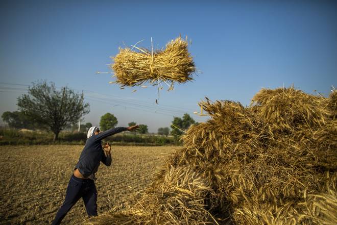 While the government has fixed the wheat MSP at Rs 1,925/quintal, traders were buying the grain at about Rs 1,700-1,800/quintal in Gujarat and Rajasthan before the start of the official procurement.