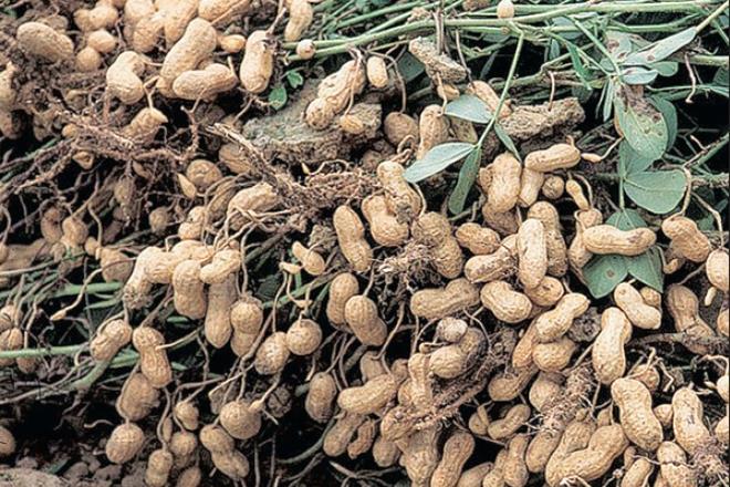 Gujarat witnesses unprecedented pre-monsoon groundnut sowing