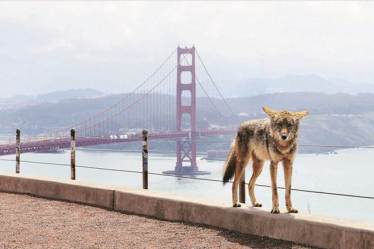 Coyotes were spotted prowling on empty San Francisco streets