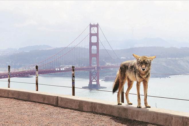 Coyotes were spotted prowling on empty San Francisco streets