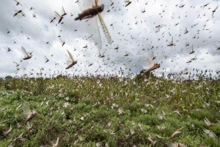 Locust swarms, Locust swarms attack in india,locust attack in india, desserts loccust, farm ministry,Pink Swarms, monsoon season,economy news