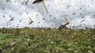 Locust swarms, Locust swarms attack in india,locust attack in india, desserts loccust, farm ministry,Pink Swarms, monsoon season,economy news