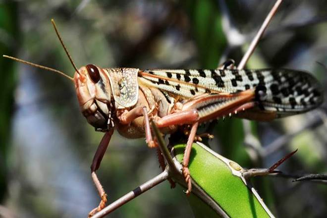 Locusts, rabi crops, Desert locusts,locusts attack, Locust Warning Organisation, kharif crops, rabi crops in India,monsoon,latest news on locusts attack