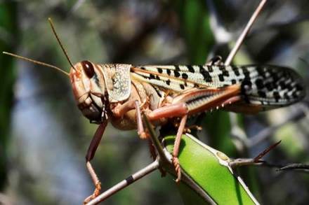 Locusts, rabi crops, Desert locusts,locusts attack, Locust Warning Organisation, kharif crops, rabi crops in India,monsoon,latest news on locusts attack