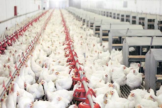 poultry sector, covid 19, NPA, poultry industry, Poultry Federation of India, foodgrains, rabi,Khatri, Chicken sales