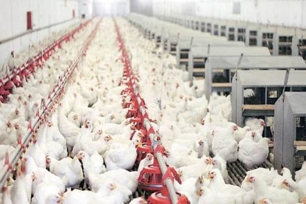 poultry sector, covid 19, NPA, poultry industry, Poultry Federation of India, foodgrains, rabi,Khatri, Chicken sales poultry sector, covid 19, NPA, poultry industry, Poultry Federation of India, foodgrains, rabi,Khatri, Chicken sales
