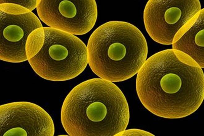 STEM Cell at The Society for Innovation and Development (SID) in IISc incubates startups that have deep science and technology at the core.
