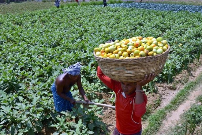 India needs to rethink farm export policies to revive agriculture India needs to rethink farm export policies to revive agriculture