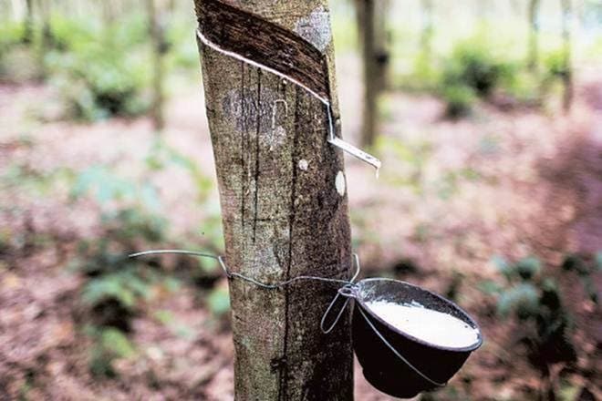 Rubber plantations are also perked up that glove demand, which usually accounts for 25% of the 65,000 tonne annual non-tyre latex demand, is up.
