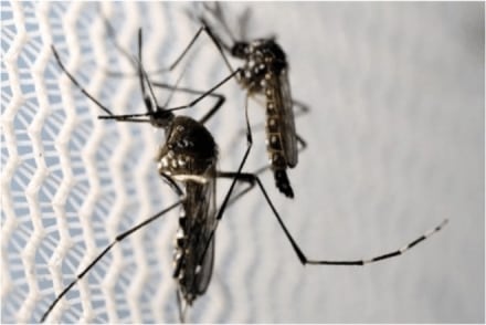 dengue, malaria, health insurance, health insurance news, hdfc ergo, health insurance tips, health insurance schemes, health insurance latest news, vector care, Bajaj Allianz general insurance, dengue, malaria, chikungunya, kala-azar, Japanese encephalitis, filariasis, and zika-virus, Vector-borne diseases, flies, triatomine bugs, sandflies, fleas, ticks, mosquitoes, malaria, chikungunya, dengue, schistosomiasis, dengue, malaria, health insurance, health insurance news, hdfc ergo, health insurance tips, health insurance schemes, health insurance latest news, vector care, Bajaj Allianz general insurance, dengue, malaria, chikungunya, kala-azar, Japanese encephalitis, filariasis, and zika-virus, Vector-borne diseases, flies, triatomine bugs, sandflies, fleas, ticks, mosquitoes, malaria, chikungunya, dengue, schistosomiasis,