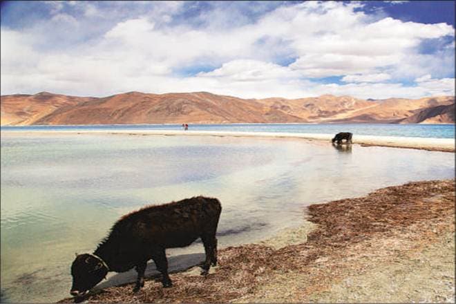 Ladakh face-off: Dragon invites elephant to dance, writes P Chidambaram Ladakh face-off: Dragon invites elephant to dance, writes P Chidambaram