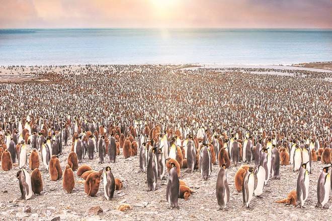 Thousands of adult and juvenile king penguins standing together on beach. Sunlight with bokeh in the sky.