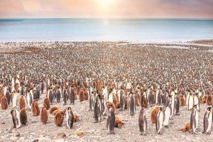 Thousands of adult and juvenile king penguins standing together on beach. Sunlight with bokeh in the sky.