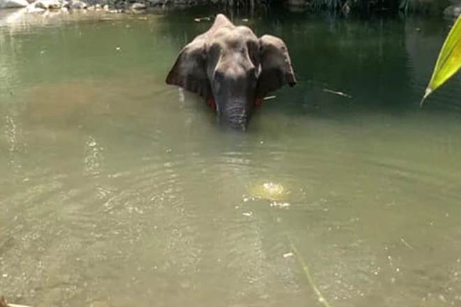 Kerala elephant death sparks grief! Union Minister Prakash Javadekar assures strict action to nab culprits Kerala elephant death sparks grief! Union Minister Prakash Javadekar assures strict action to nab culprits