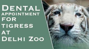 Delhi,CoronaVirus,Lockdown 5.0,National Zoological Park Delhi, White Tiger, Wildlife SOS, Delhi zoo, white tigers in India