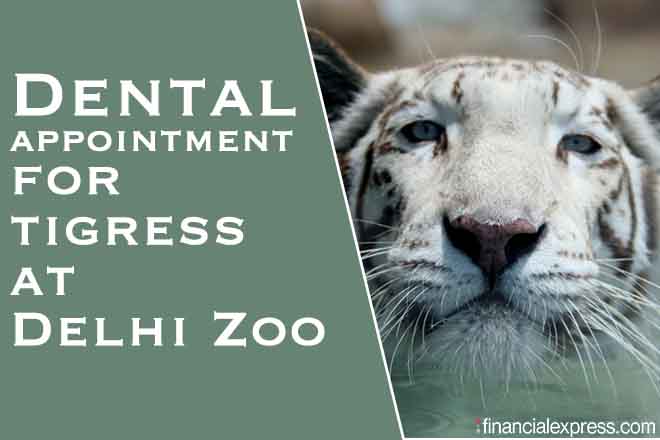 Delhi,CoronaVirus,Lockdown 5.0,National Zoological Park Delhi, White Tiger, Wildlife SOS, Delhi zoo, white tigers in India Delhi,CoronaVirus,Lockdown 5.0,National Zoological Park Delhi, White Tiger, Wildlife SOS, Delhi zoo, white tigers in India