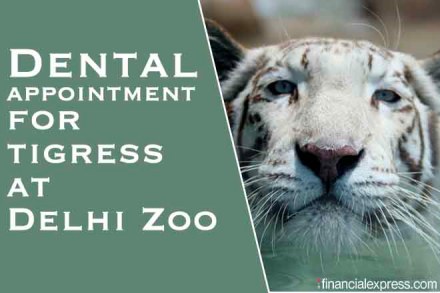 Delhi,CoronaVirus,Lockdown 5.0,National Zoological Park Delhi, White Tiger, Wildlife SOS, Delhi zoo, white tigers in India Delhi,CoronaVirus,Lockdown 5.0,National Zoological Park Delhi, White Tiger, Wildlife SOS, Delhi zoo, white tigers in India